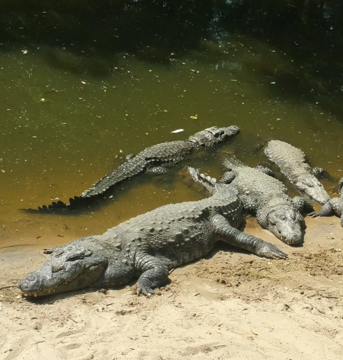 crocodiles in mud water