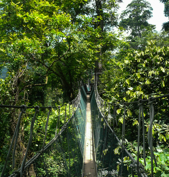 Canopy walk kuveshi